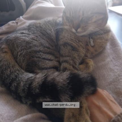 Foto 1/1 Gato encontrado Perdido en Villeneuve les maguelone