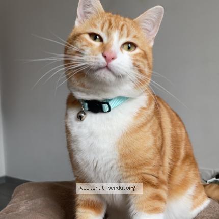 Foto 1/1 Garfield Chat perdido en La grand combe