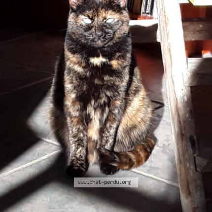 Foto 1/1 Escale Chat perdido en Saint pierre langers