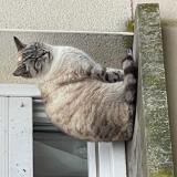 Foto de gato encontrado en Chinon