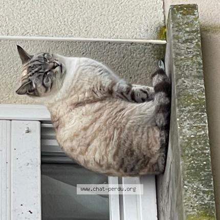 Foto 1/1 Gato encontrado Encontrado en Chinon