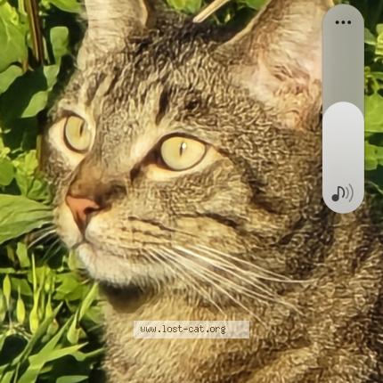 Foto 1/1 Dash Chat perdido en Oceanside