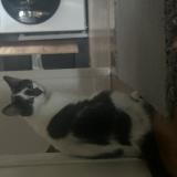 Foto del gato perdido en St Medard En Jalles