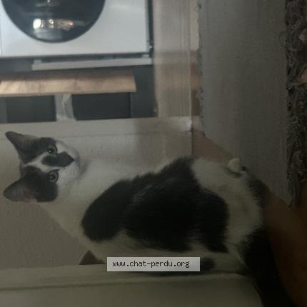 Foto 1/1 Maki Chat perdido en St medard en jalles