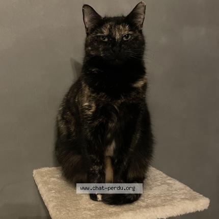 Foto 1/1 Gato encontrado Perdido en Saint martin du tertre