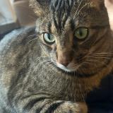 Foto del gato perdido en Saint Cloud