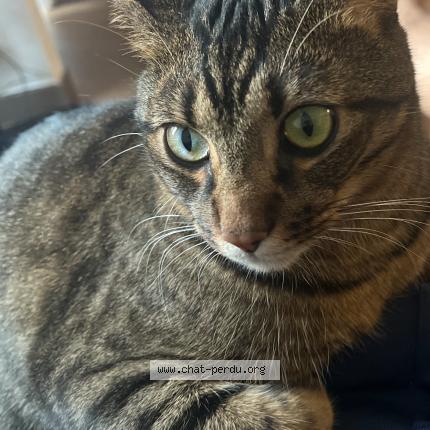 Foto 1/1 Lewis Chat perdido en Saint cloud