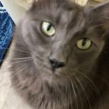 Foto del gato perdido en San Diego