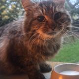 Foto de gato encontrado en La Gouesniere