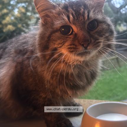 Foto 1/1 Gato encontrado Encontrado en La gouesniere