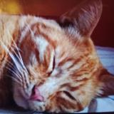 Foto del gato perdido en St Priest