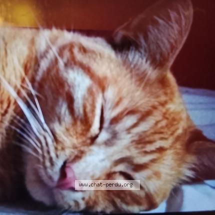 Foto 1/1 Titi Chat perdido en St priest