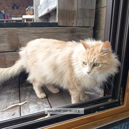 Foto 1/1 Gato encontrado Encontrado en Pontchateau