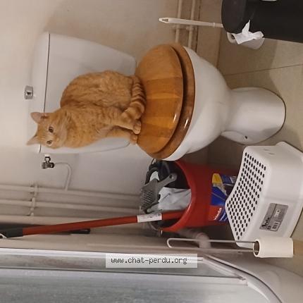 Foto 1/1 Taram Chat perdido en Nantes