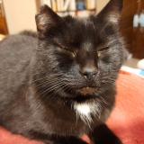 Foto del gato perdido en Linexert