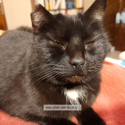Foto 1/1 Juka Chat perdido en Linexert