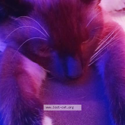 Foto 1/1 No name Chat perdido en Zanesville