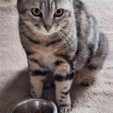 Foto del gato perdido en Ygos Saint Saturnin