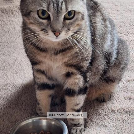 Foto 1/1 Lily Chat perdido en Ygos saint saturnin