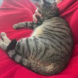 Foto del gato perdido en La Garde