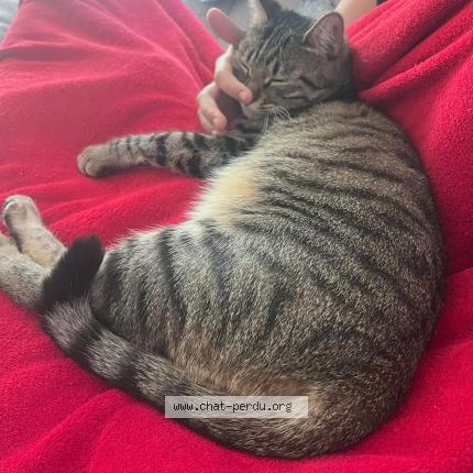 Foto 1/1 Vicky Chat perdido en La garde