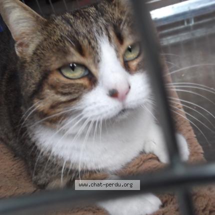 Foto 1/1 Gato encontrado Encontrado en Le cres