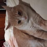 Foto del gato perdido en Montpellier