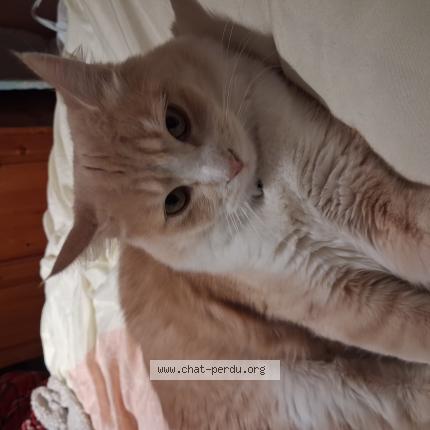 Foto 1/1 Gus Chat perdido en Montpellier