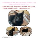 Foto de gato encontrado en Saint Etienne