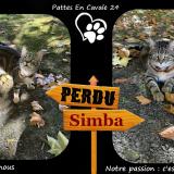 Foto del gato perdido en Saint Astier