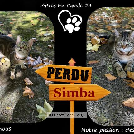 Foto 1/1 SIMBA Chat perdido en Saint astier