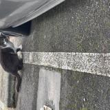 Foto de gato encontrado en Toulouse