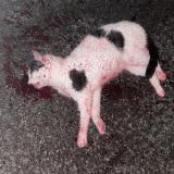 Foto de gato encontrado en La Tremblade