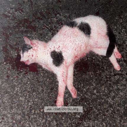 Foto 1/1 Gato encontrado Encontrado en La tremblade