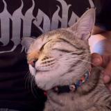 Foto del gato perdido en Noida