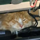 Foto de gato encontrado en Ergue Gaberic