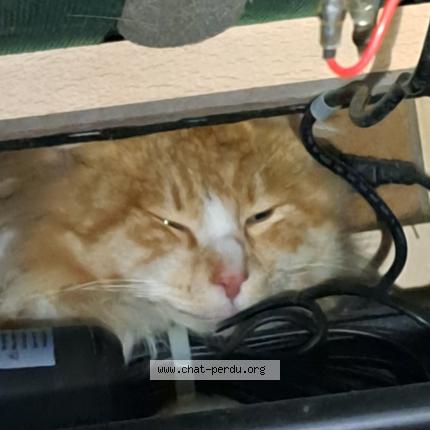 Foto 1/1 Gato encontrado Encontrado en Ergue gaberic