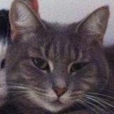 Foto de un gato reunido en Mount Cottrell