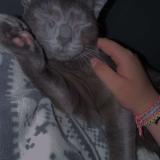 Foto del gato perdido en Le Havre