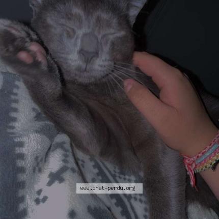 Foto 1/1 Labouille Niro Chat perdido en Le havre