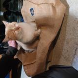 Foto de gato encontrado en Longuyon