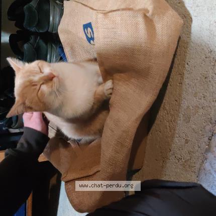 Foto 1/2 Gato encontrado Encontrado en Longuyon