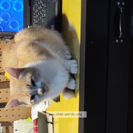 Foto 2/2 Gato encontrado Encontrado en Longuyon