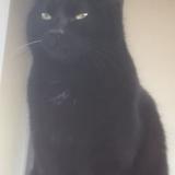 Foto del gato perdido en Loyettes