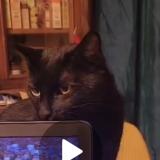 Foto del gato perdido en Romans Sur Isere