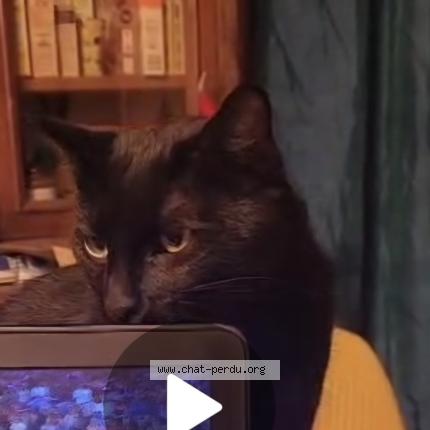 Foto 1/1 Choke ou l'arsouille Chat perdido en Romans sur isere