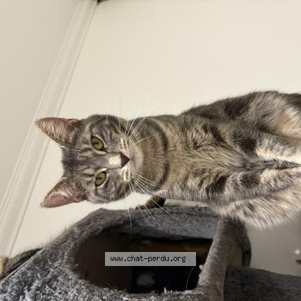 Foto 1/1 Prada Chat perdido en Drancy