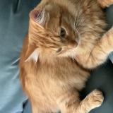 Foto del gato perdido en Castres