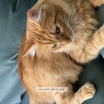 Foto 1/1 Catou Chat perdido en Castres