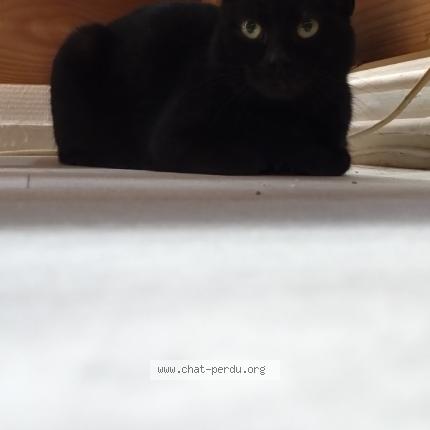 Foto 1/1 Gato encontrado Encontrado en Meaux